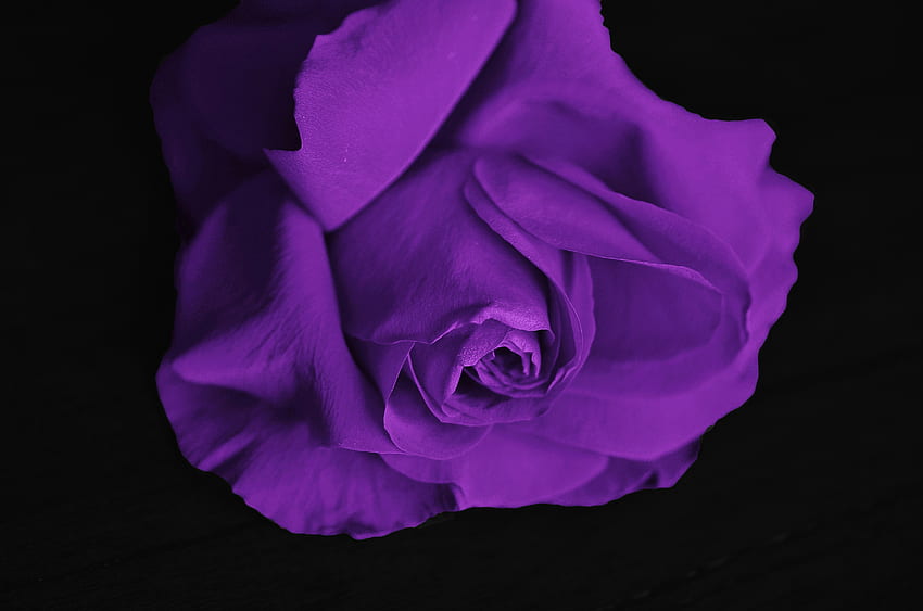 花, バイオレット, バラの花, バラ, 花びら, つぼみ, 紫 高画質の壁紙