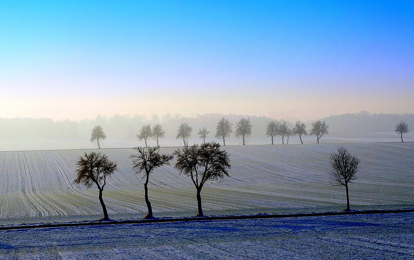 MORGENNEBEL, Bäume, Nebel, Morgen, Feld HD-Hintergrundbild