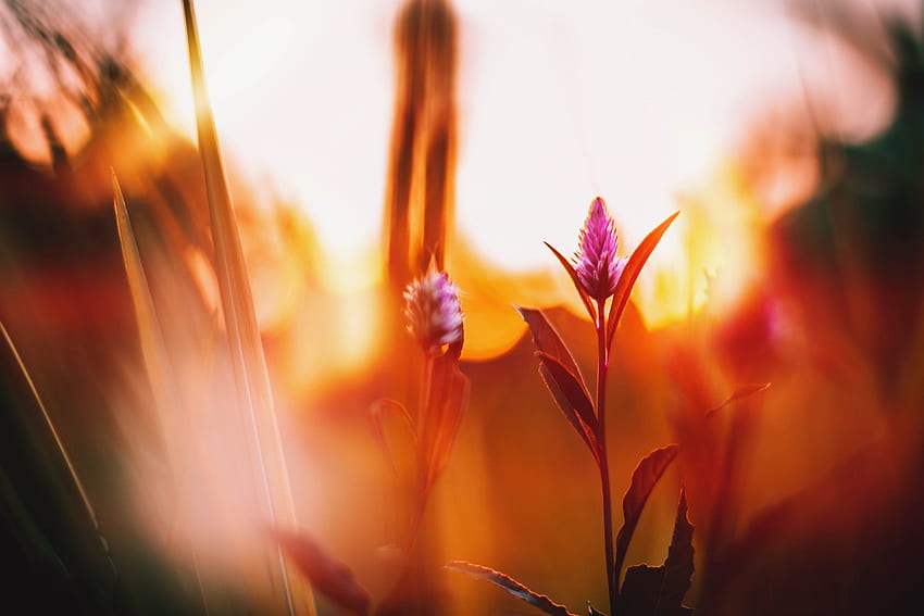 Flowers, Dawn, Flower, Blur, Smooth, Meadow, Lugovoi HD wallpaper