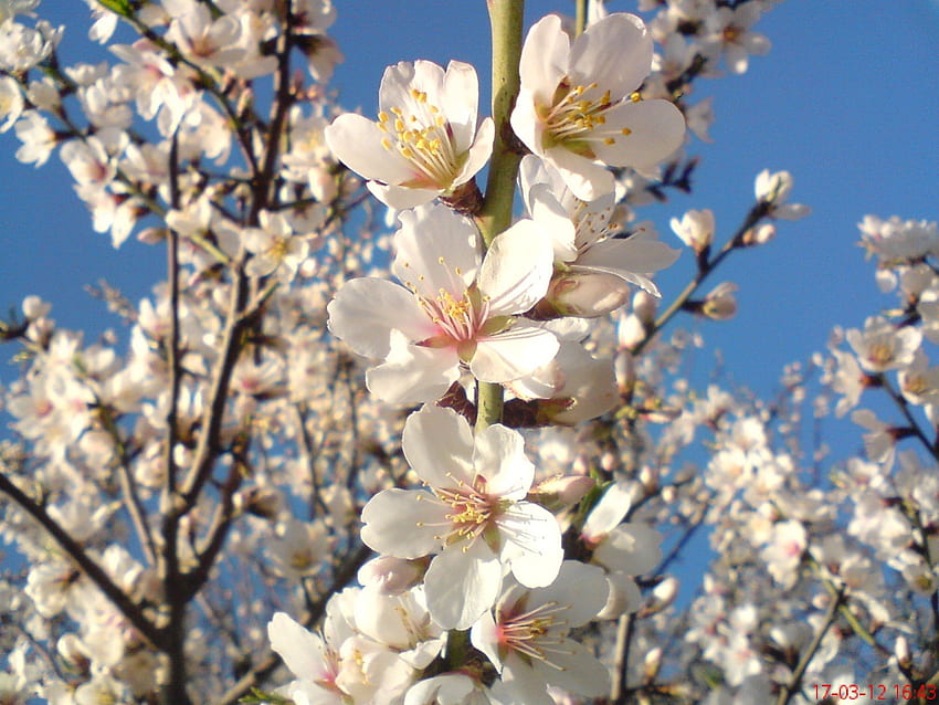 bunga musim semi, keindahan alam, pohon buah-buahan di musim semi, musim semi, bunga putih Wallpaper HD