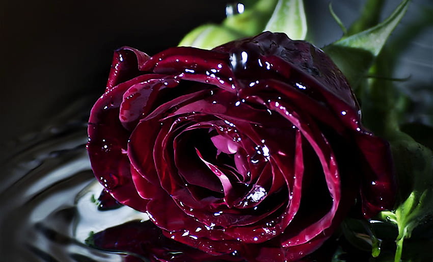 素晴らしいバラ、バラ、花、赤、美しさ、ベルベット ローズ 高画質の壁紙
