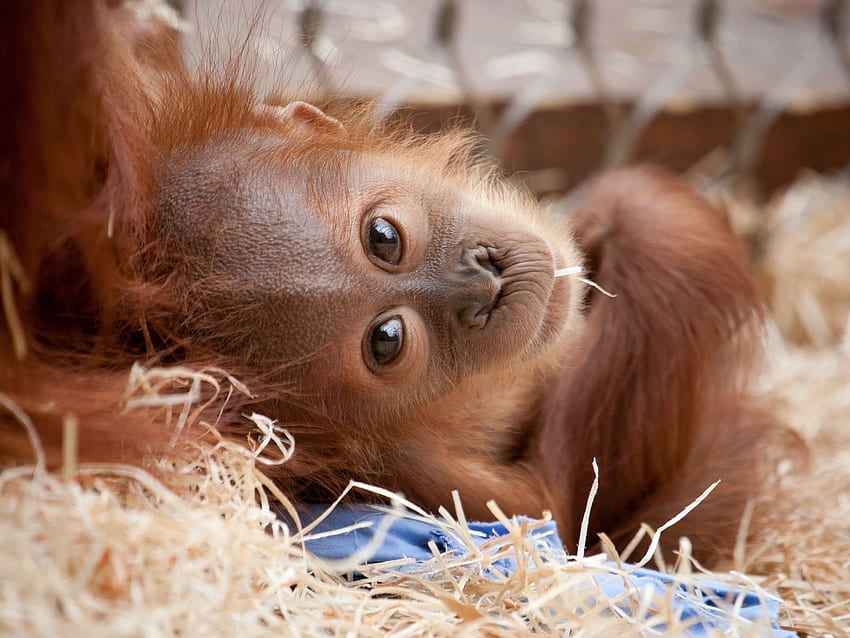 monkey, face, baby, lie standard 4:3 background, Baby Orangutan HD wallpaper