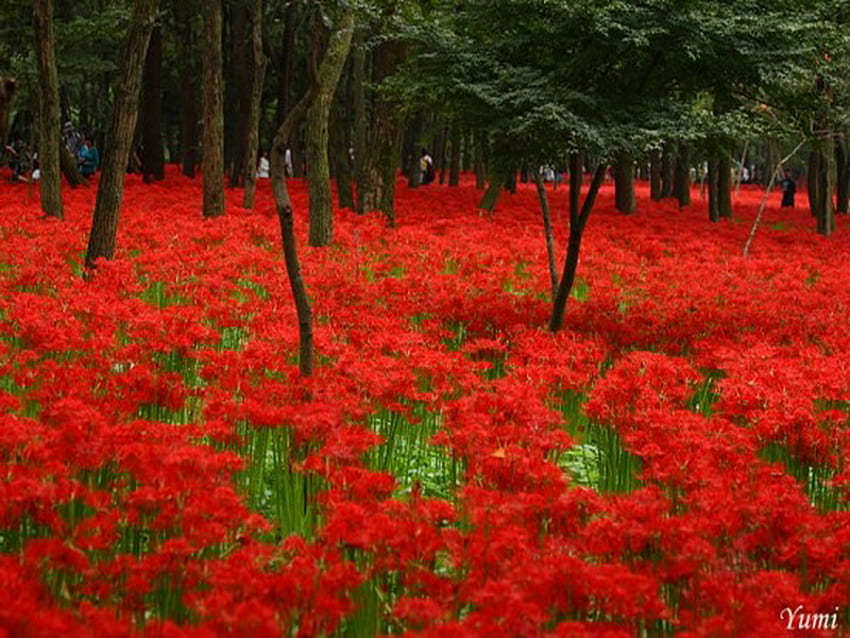 레드 카펫, 카펫, 붉은 꽃, 녹색, 나무, 꽃, 숲 HD 월페이퍼