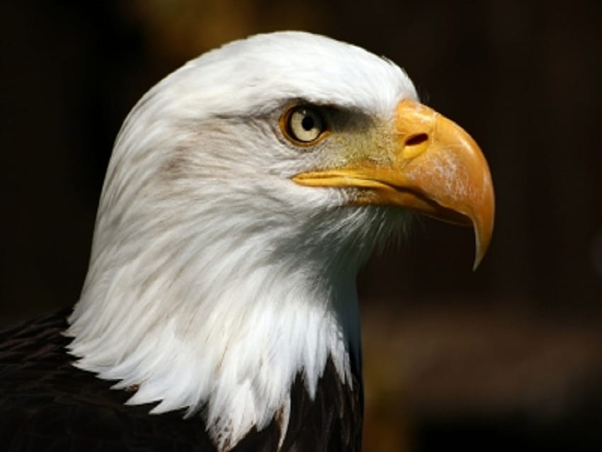 Bald Eagle, satwa liar, elang,, amerika, botak Wallpaper HD