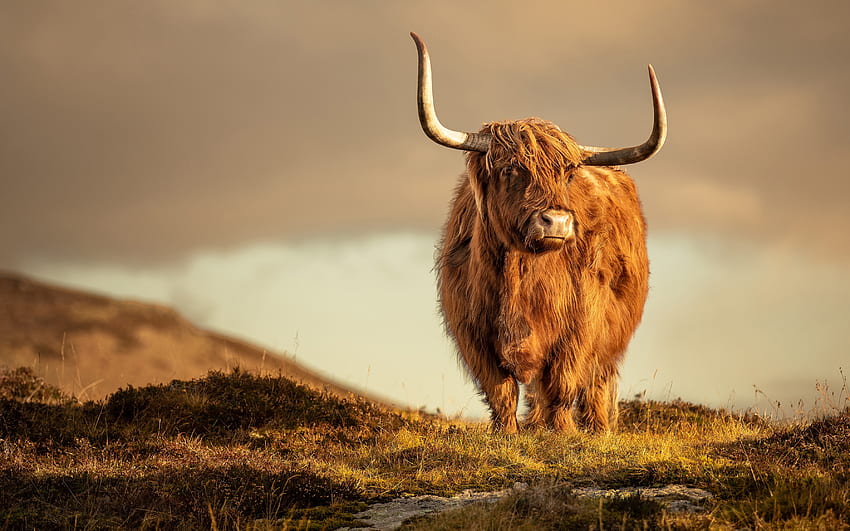 Highland Cow, animal, vaca, terras altas, chifres papel de parede HD