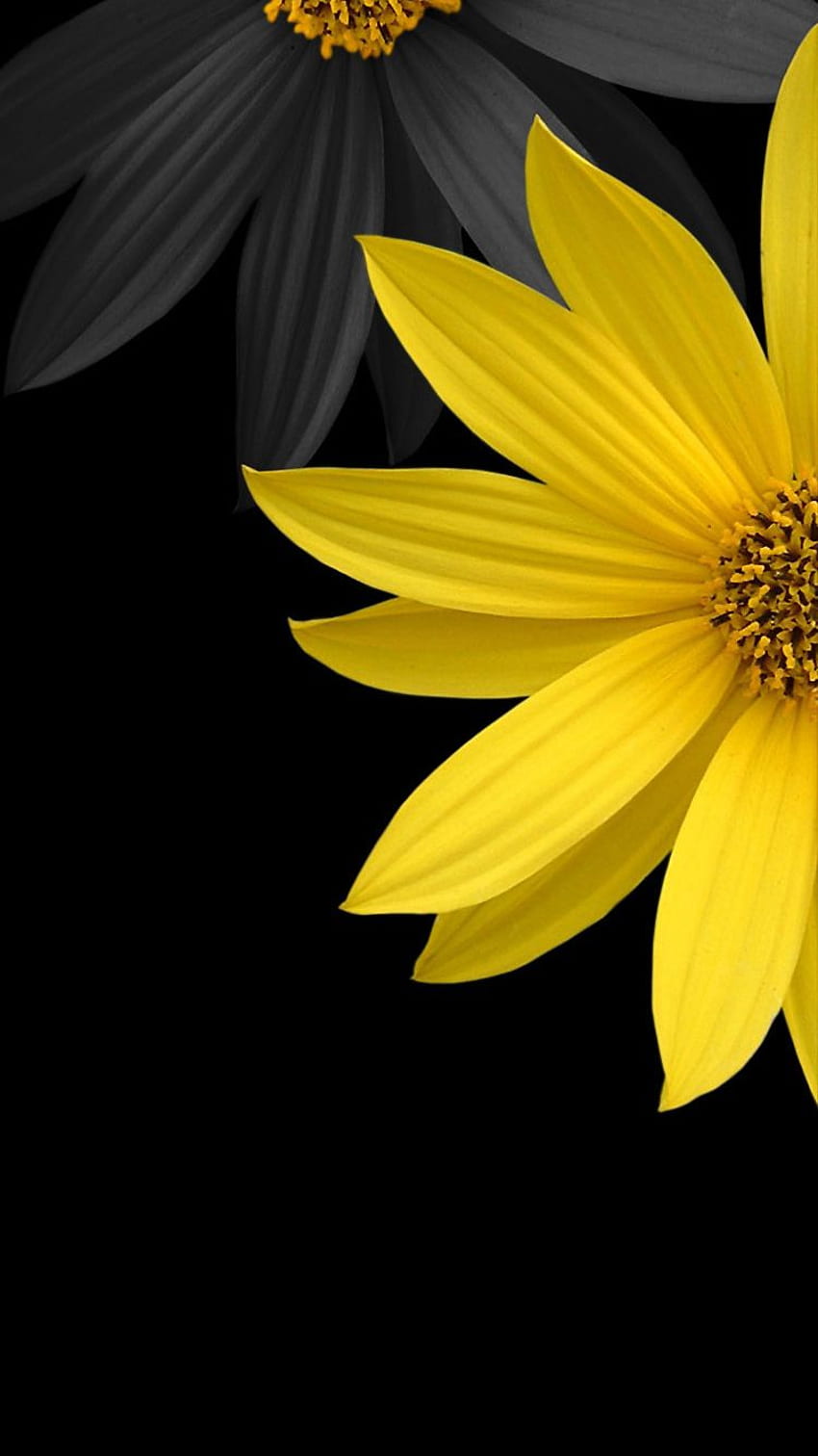iPhone 7 w czarne kwiaty [], czarny słonecznik Tapeta na telefon HD