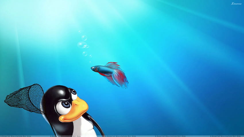 Linux Windows . Windows , , Linux, Linux vs Windows HD wallpaper
