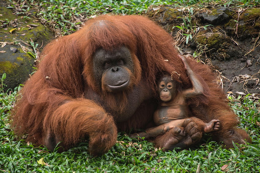 Eine Sonnenbrille ist im Zoo in ein Orang-Utan-Gehege gefallen, und Sie werden nicht glauben, was als nächstes passiert ist, Baby-Orang-Utan HD-Hintergrundbild
