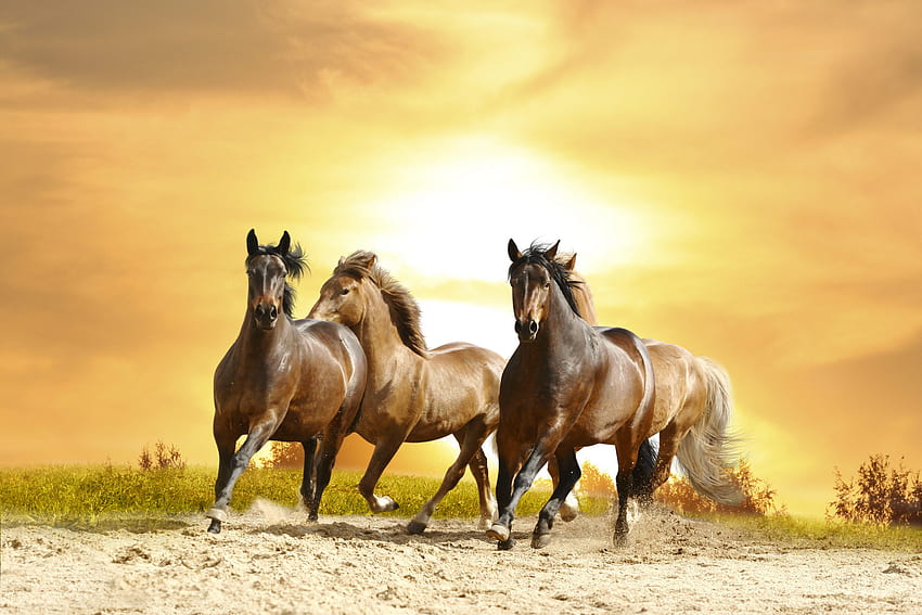 Horses, Fall Horse HD wallpaper