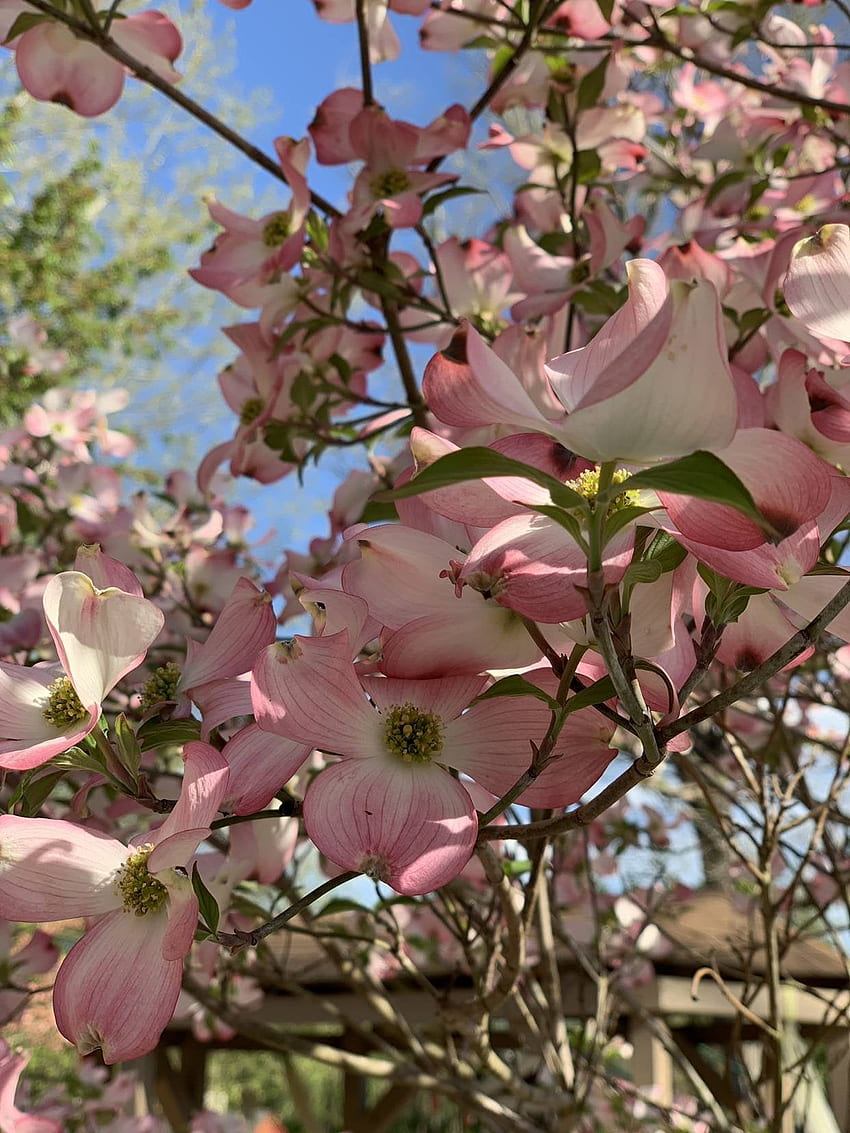 Cornouiller rose comme tourné sur XS Max. iPhone X - iPhone X, printemps Louisiane Fond d'écran de téléphone HD