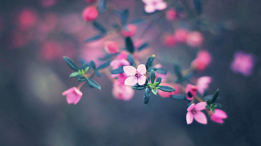 Flowers, Macro, Blur, Smooth, Bloom, Flowering HD wallpaper