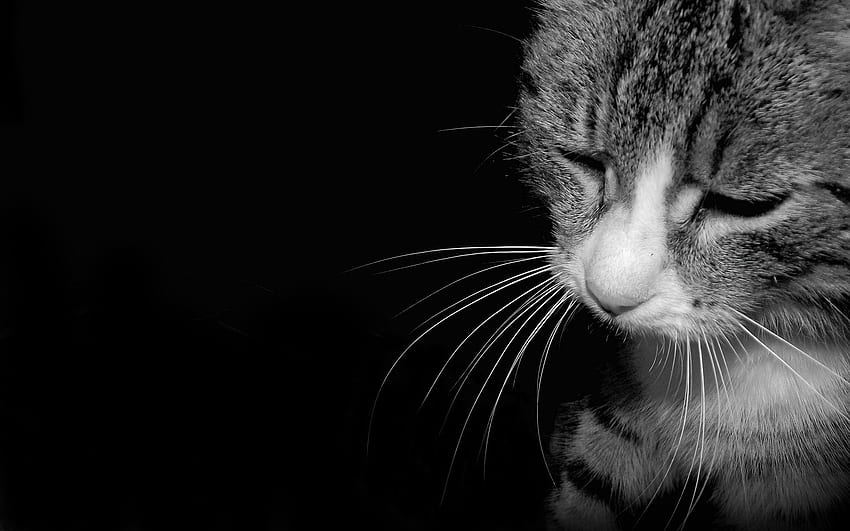 black and white cats sad mustache tired High Quality , High Definition HD wallpaper