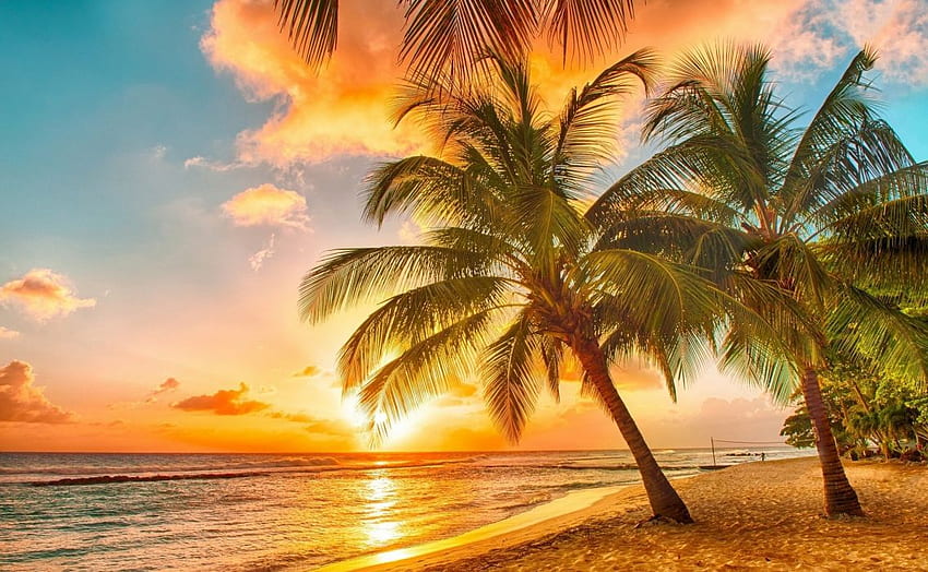 Tramonto tropicale delle palme della spiaggia. . 620416. SU, Palme da spiaggia Sfondo HD