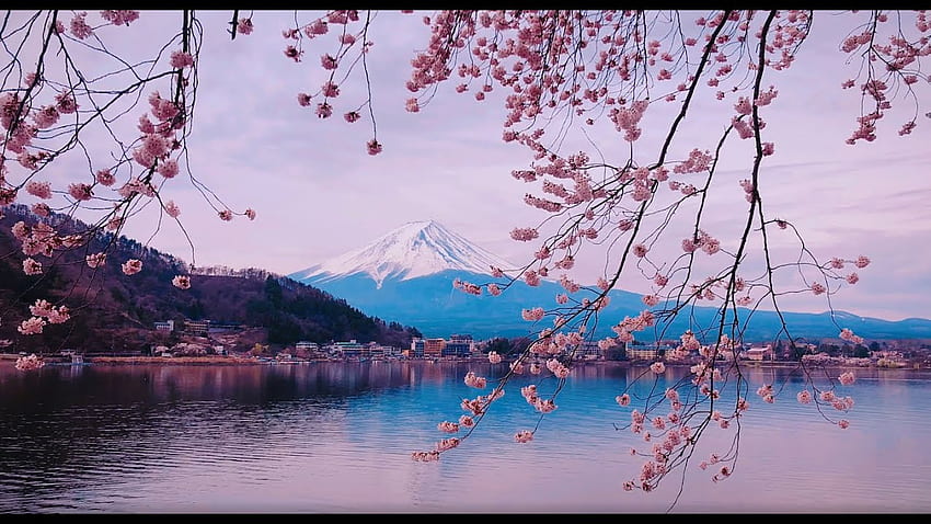 fuji dağı - sakura çiçeği, Fuji Dağı Kiraz Çiçeği HD duvar kağıdı