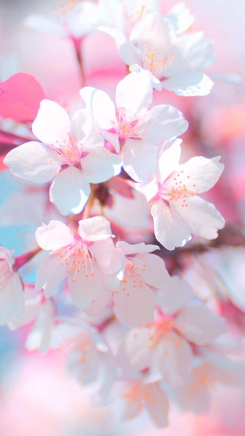 arte, , hermoso, belleza, flor de cerezo, colorido, Pastel grafía fondo de pantalla del teléfono