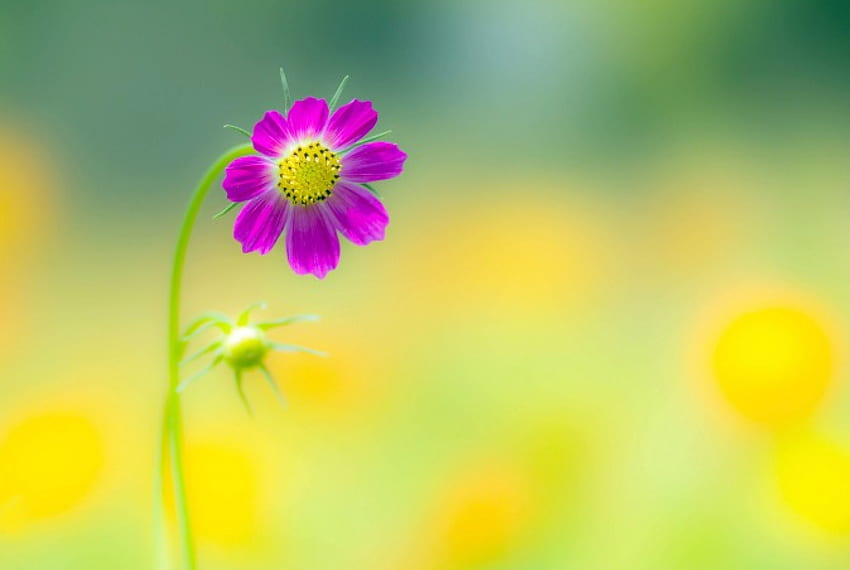 กลางแจ้ง ธรรมชาติ ฤดูร้อน พื้นหลัง สีม่วง ดอกไม้ กลีบดอกไม้ สวย ธรรมชาติ จักรวาล วอลล์เปเปอร์ HD