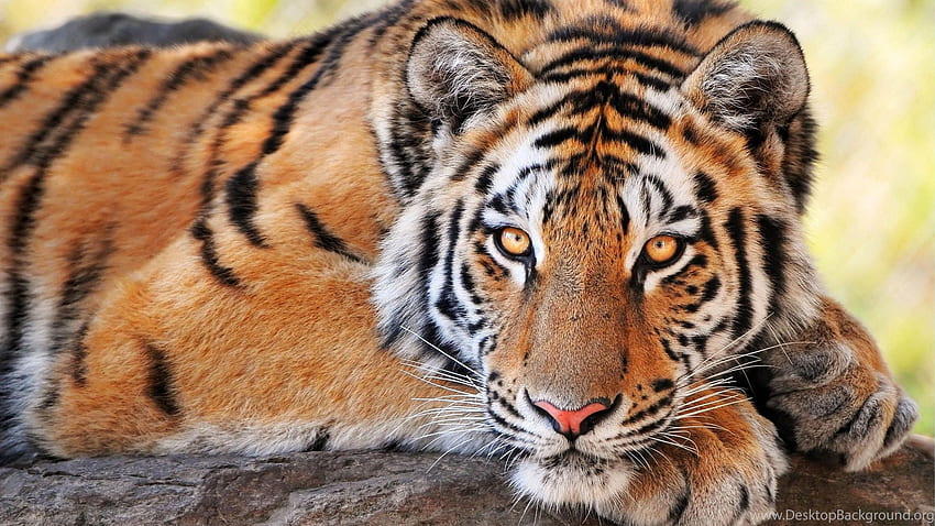 Latar Belakang Harimau yang Indah Wallpaper HD