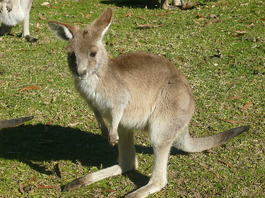 A Baby Kankaroo, a Joey, kangaroos, grass, nature, animals HD wallpaper