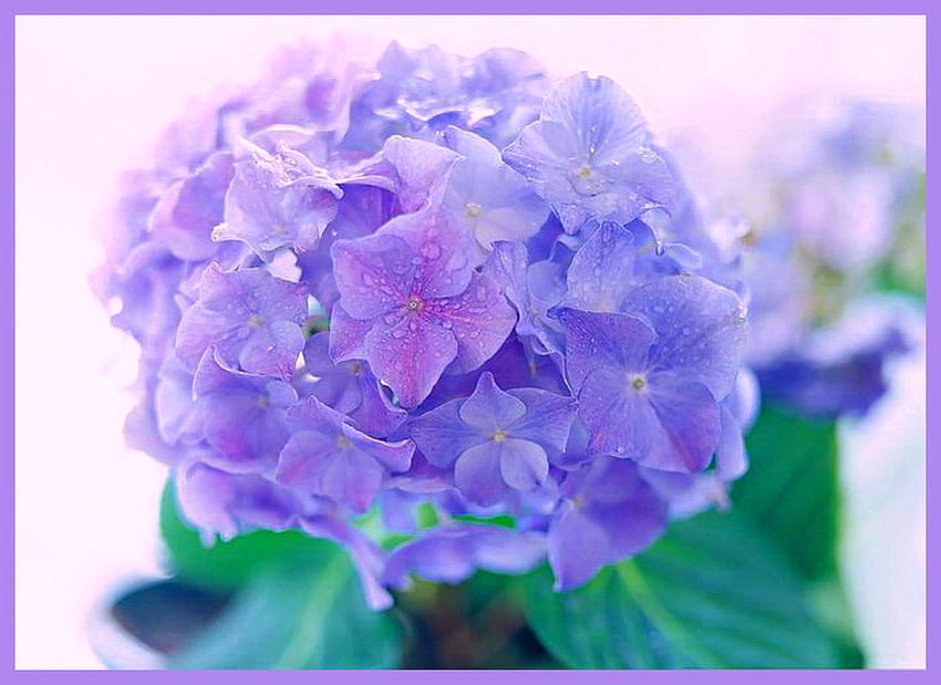 Hortensja niebieski, niebieski, krople rosy, Hortensja, kwiat, zielony, kwiat Tapeta HD