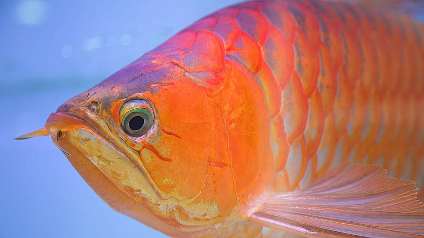 Cosmetic Surgery for a Pet Fish? In Asia, This One Is King of the Tank - The New York Times, Arowana Fish HD wallpaper