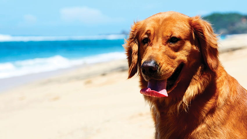 Golden Retriever , ,, Golden Dogs HD wallpaper | Pxfuel