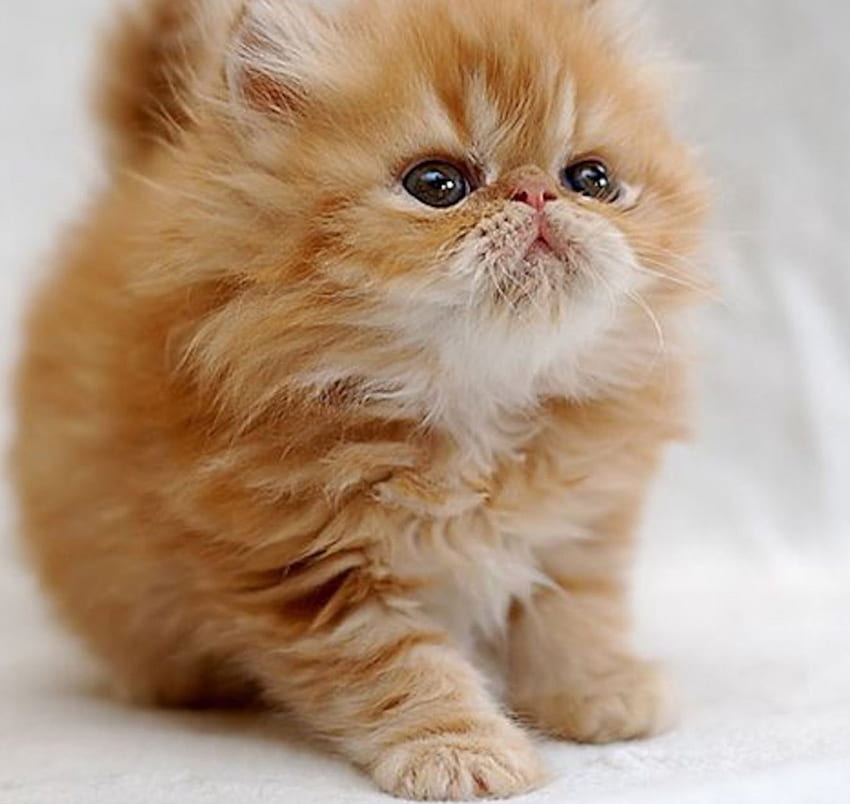 Cute Kitty, animal, kitten, cute, cat HD wallpaper