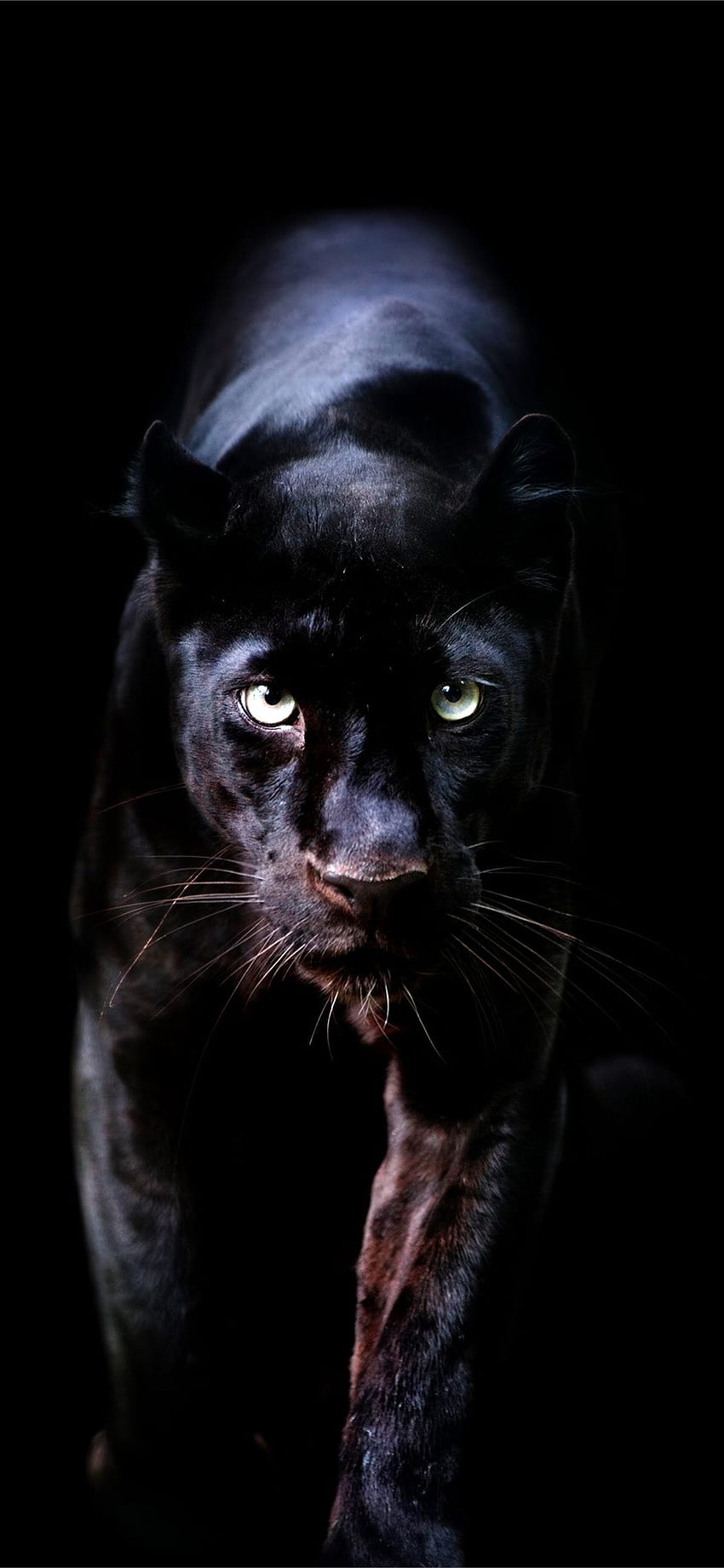 Najlepszy tygrysi las iPhone X, Black Tiger Tapeta na telefon HD