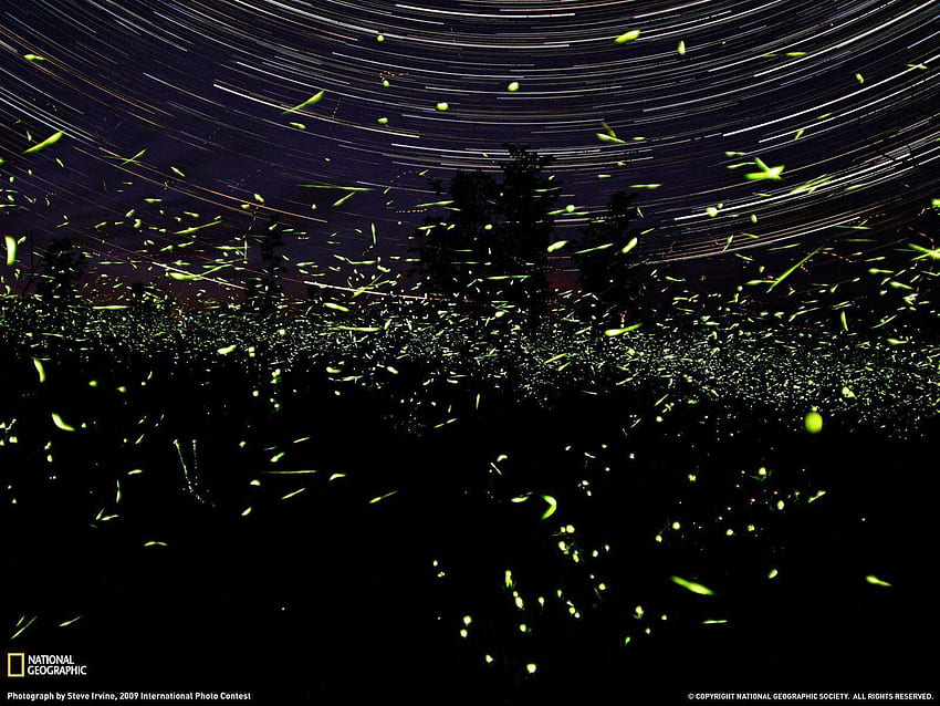 Fireflies, Lightning Bug HD wallpaper