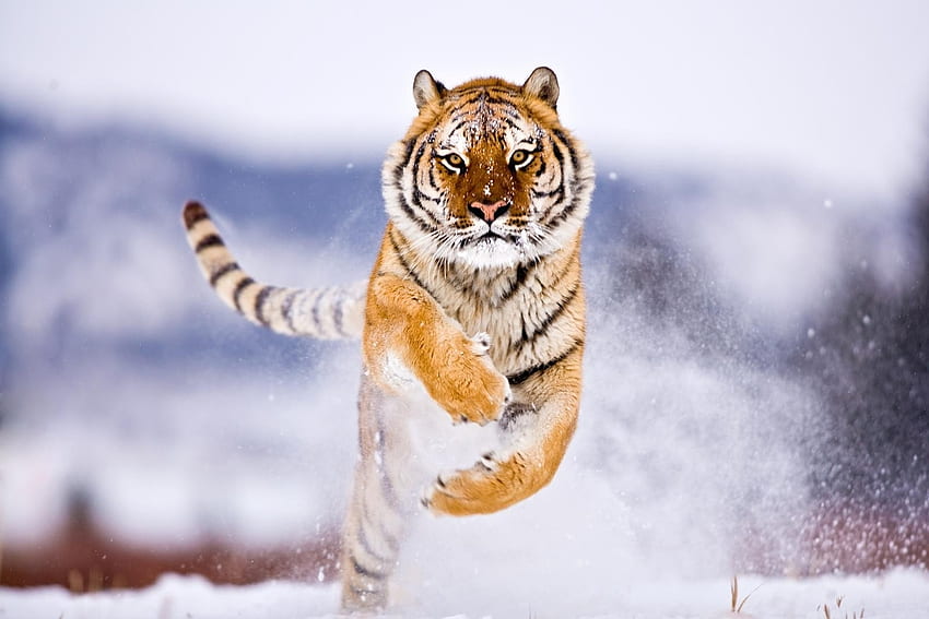 動物, 雪, 大きな猫, 虎, バウンス, ジャンプ 高画質の壁紙