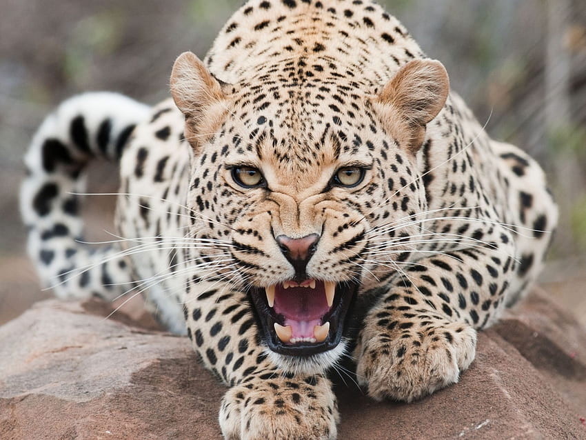 Animales, Leopardos fondo de pantalla