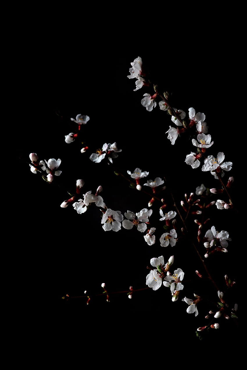 spring abundance. STILL (mary jo hoffman). STILL on black, Black and White Aesthetic Flower HD phone wallpaper