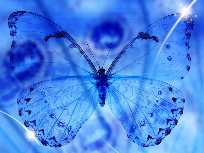 Blue Butterfly , Dark Blue Butterfly HD wallpaper