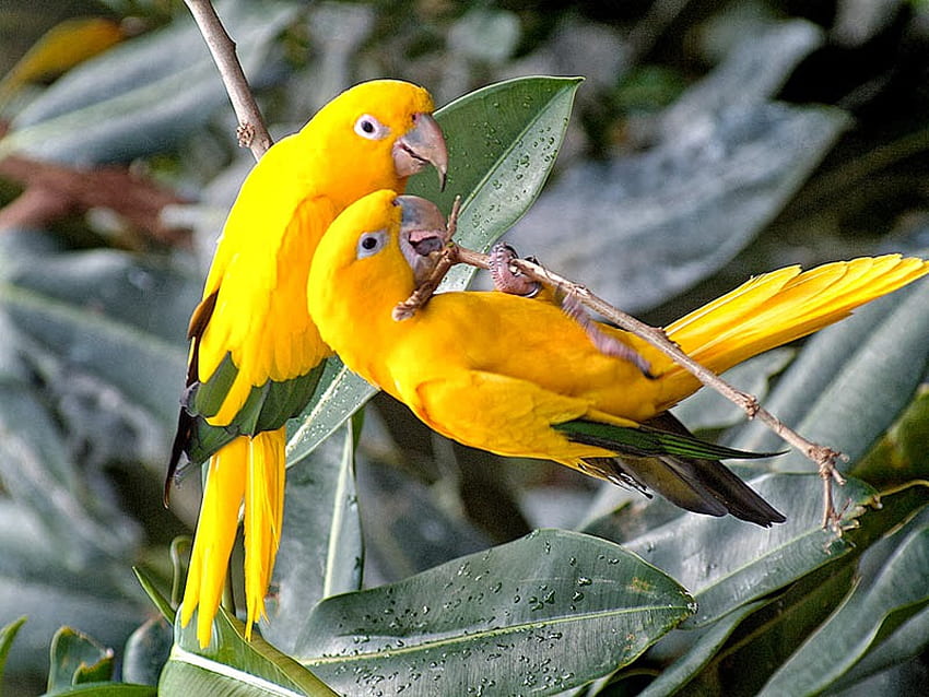 Simpatici uccelli gialli, animali, coppia, ali, uccelli Sfondo HD