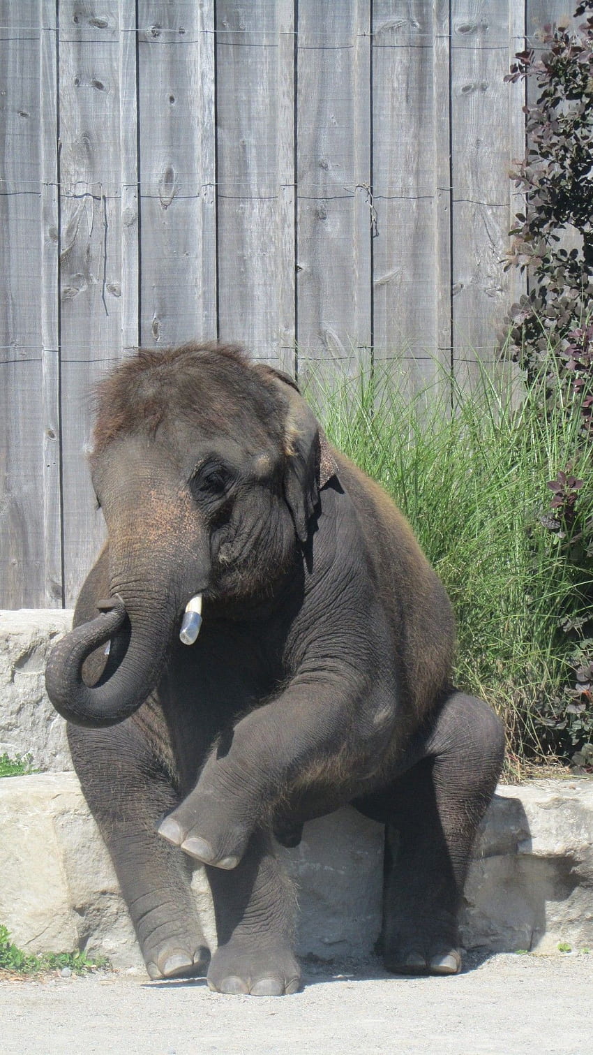 Baby Elephant Stock - Public Domain HD phone wallpaper