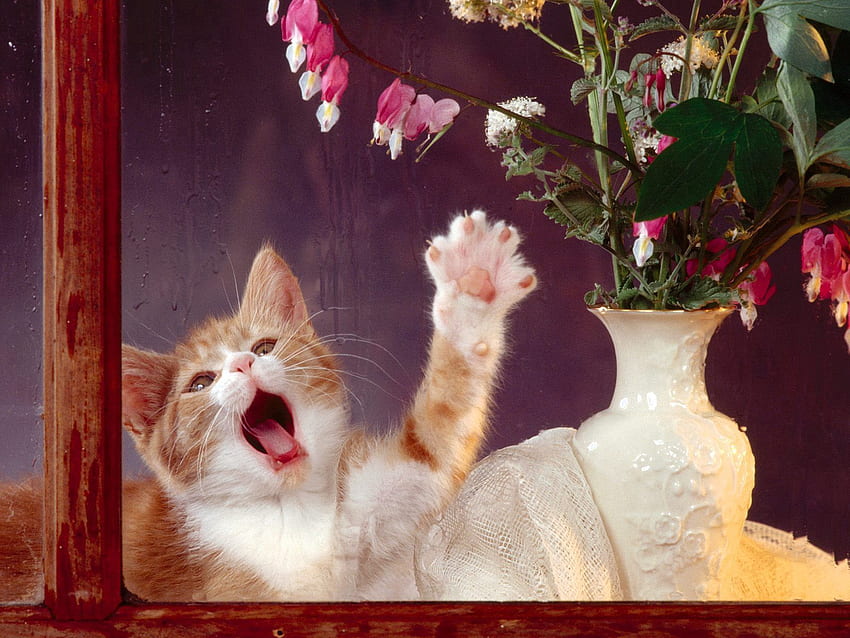 Animali, fiori, gattino, gattino, finestra, giocoso, vaso Sfondo HD