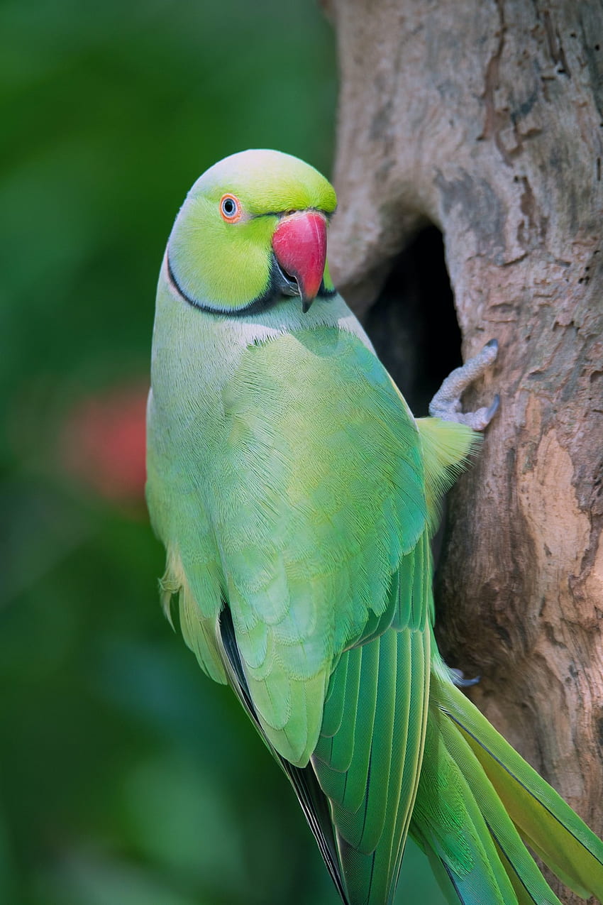 Parrot, Cute Parrots HD phone wallpaper | Pxfuel