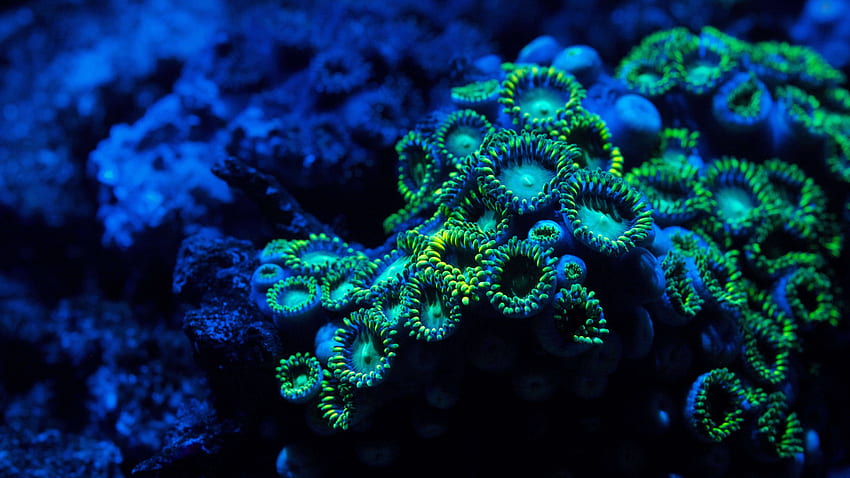 Blaues und grünes Korallenriff U , Korallenriff-Dual-Monitor HD-Hintergrundbild