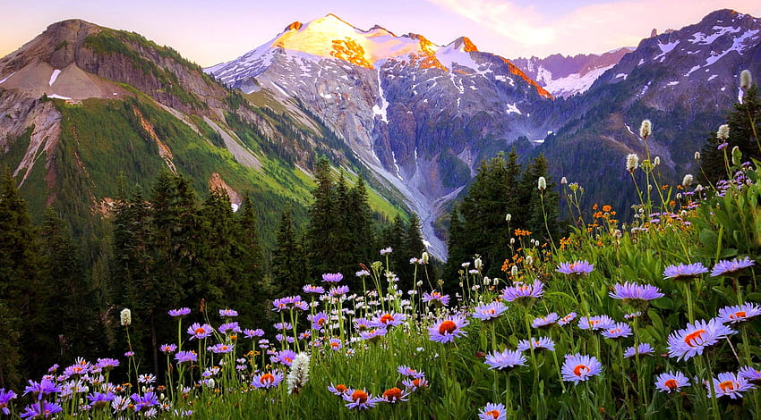 Fleurs sauvages de montagne, rochers, montagne, collines, pente, belle, prairie, herbe, printemps, été, fleurs sauvages, fraîcheur, vue Fond d'écran HD