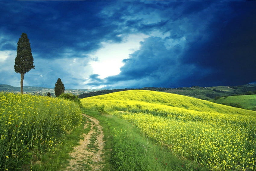Yellow field, rapes, skies, field, yellow, clouds, flowers HD wallpaper
