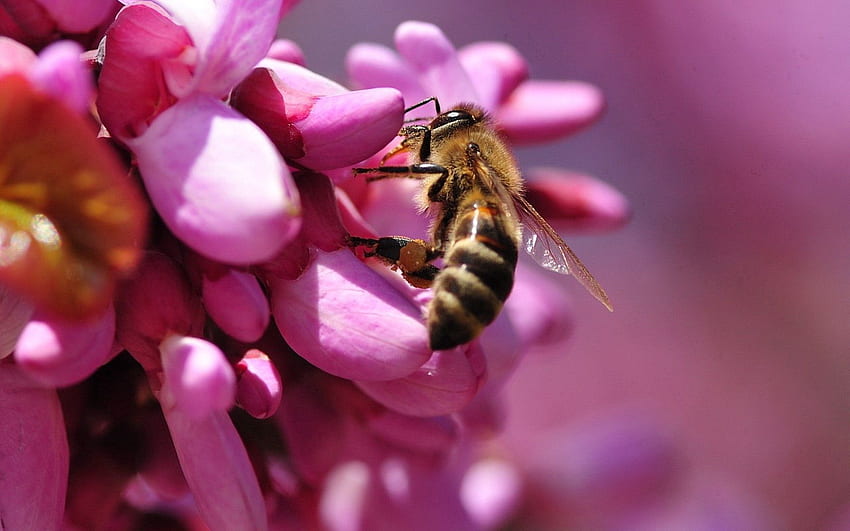 Розово, цвете, макро, пчела, опрашване HD тапет