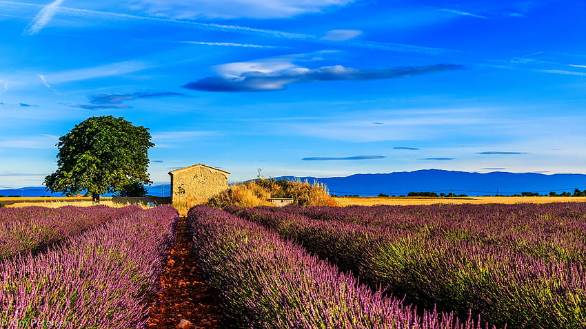 Nature, Grass, Sky, Field, France, Provence HD wallpaper
