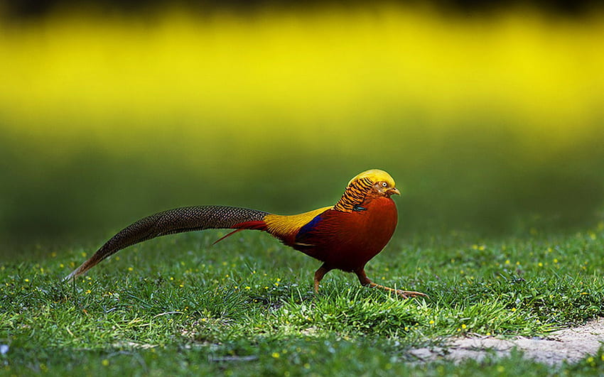 Златна птица фазан. Най-красивите птици HD тапет
