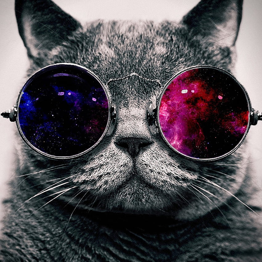 Preview cat, face, glasses, thick HD phone wallpaper