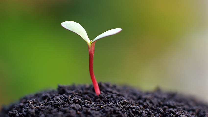 I semi germinano, il suolo., La germinazione dei semi Sfondo HD