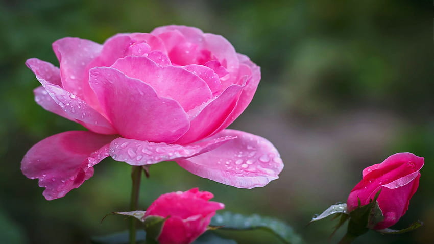 Pink Rose, buds, Blossom, petals, leaves, garden, rosebuds HD wallpaper