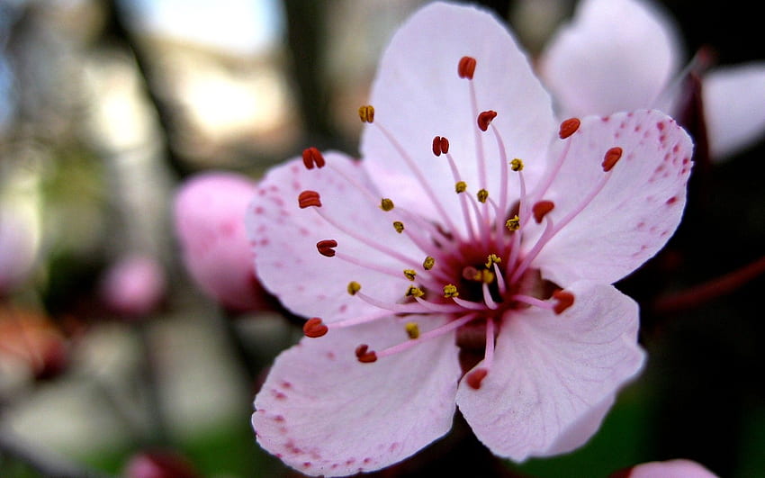 Flowers: Sakura Japan Pretty Tree Blossom Beautiful Nature Flores, Flores orientales fondo de pantalla