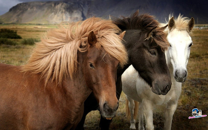 cavalos, grama, cavalo, campo papel de parede HD