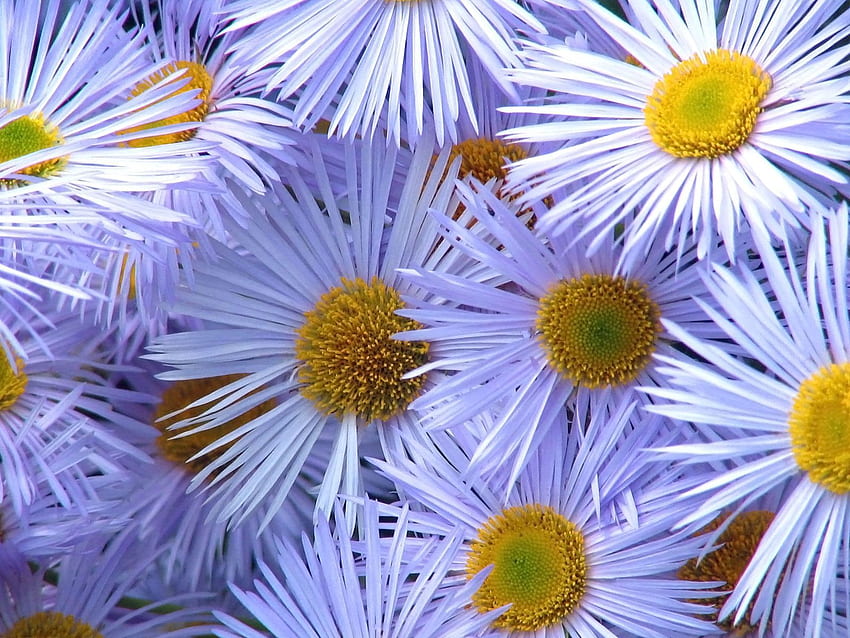 Fleurs, Pétales, Gros Plan, Pollen, Asters Fond d'écran HD