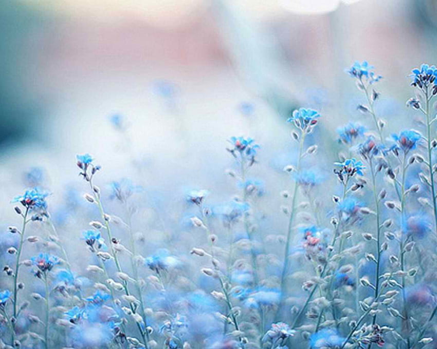 Aesthetic Light Blue Flower, Blue Flowers Aesthetic HD wallpaper