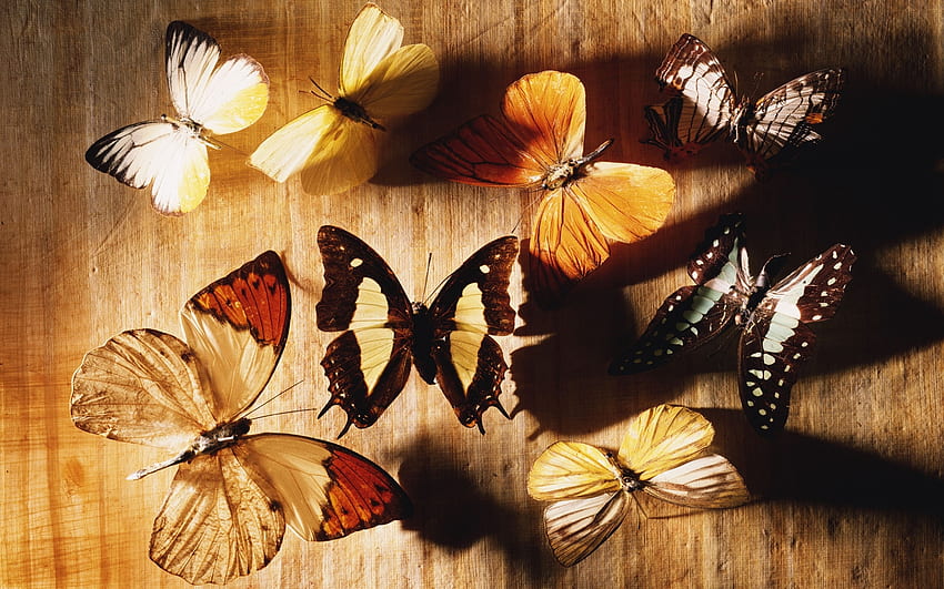 Papillons, Insectes Fond d'écran HD